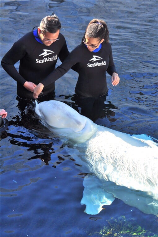 BELUGA INTERACTION PROGRAM 40 Photos 500 Seaworld Dr, San Diego, California Aquariums