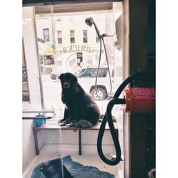 Bear waiting patiently after a bath/blow dry! Bear waiting patiently after a bath/blow dry!