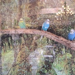 Skyline Health Care Center - Large display of parakeets