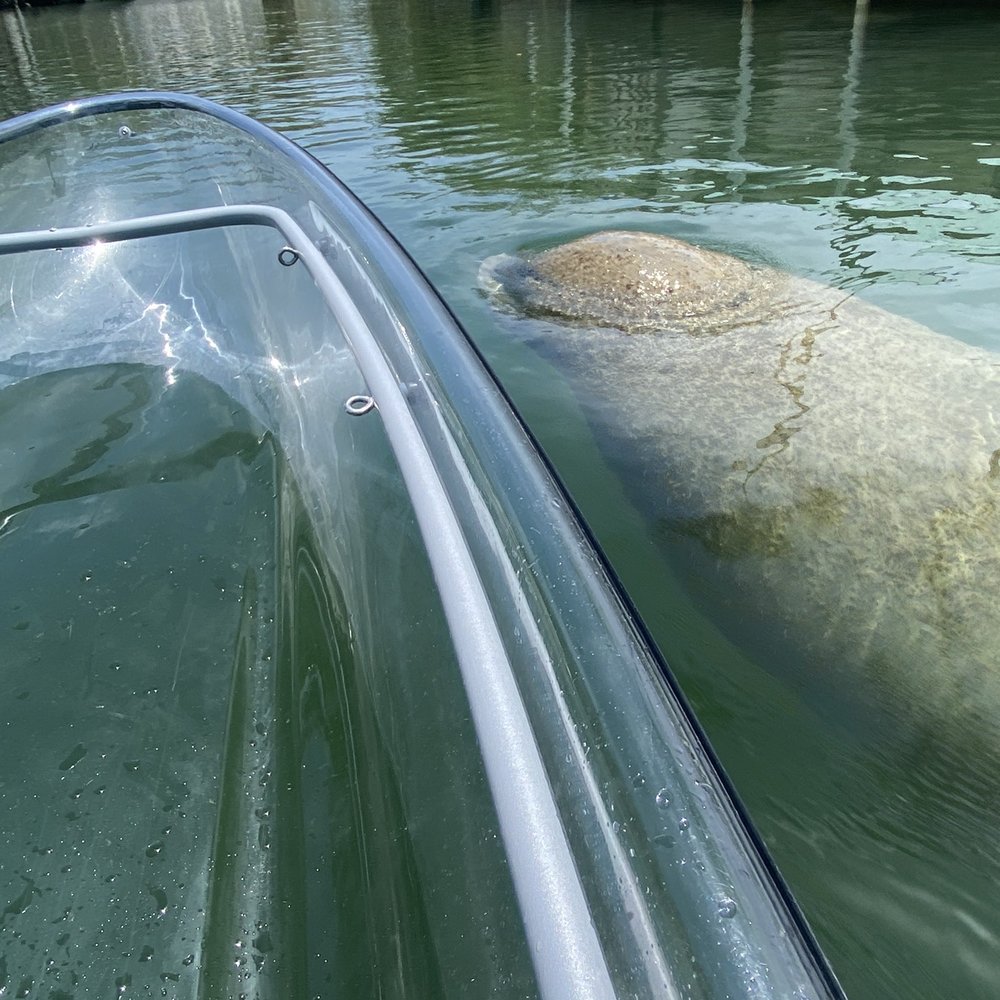 Manatee Manatee