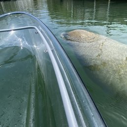 Manatee Manatee