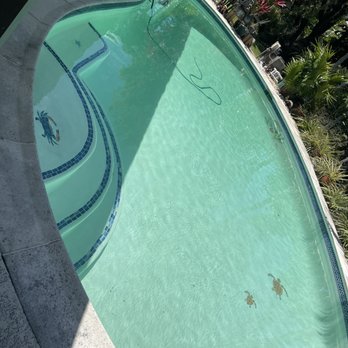 Alligator Pools - The after pic - Pool & Hot Tub Service Near Me - Miami, Florida Alligator Pools - The after pic - Pool & Hot Tub Service Near Me - Miami, Florida
