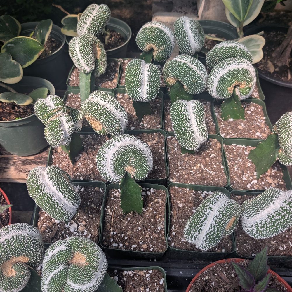 Garibaldo's Nursery - Nurseries & Gardening Near Me - Bellflower, California