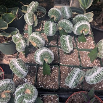 Garibaldo's Nursery - Nurseries & Gardening Near Me - Bellflower, California Garibaldo's Nursery - Nurseries & Gardening Near Me - Bellflower, California