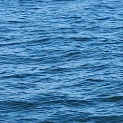 Newburyport Whale Watch