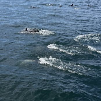 First Chance Whale Watch - Whale Watching Tours Near Me - Kennebunkport, Maine First Chance Whale Watch - Whale Watching Tours Near Me - Kennebunkport, Maine