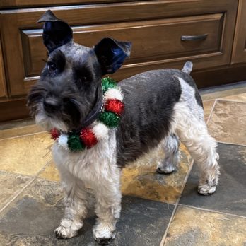 Long Beach Pet Grooming - Such a good girl deserves a special treat. - Pet Groomers Near Me - Long Beach, California Long Beach Pet Grooming - Such a good girl deserves a special treat. - Pet Groomers Near Me - Long Beach, California