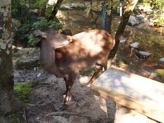 Momijidani Park by null