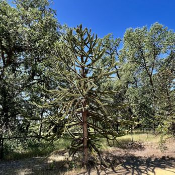 McConnell Arboretum & Botanical Gardens - Monkey puzzle tree - Parks Near Me - Redding, California McConnell Arboretum & Botanical Gardens - Monkey puzzle tree - Parks Near Me - Redding, California