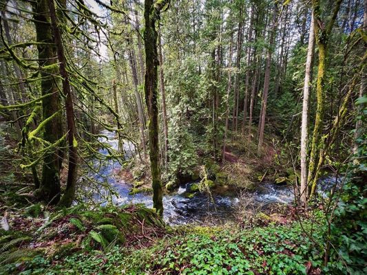 Whatcom Falls by null