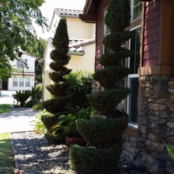 Stumpman - Spiraling Cypress After - Tree Services Near Me Stumpman - Spiraling Cypress After - Tree Services Near Me