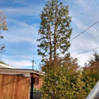 Herrera Tree Services - a view of a tree from a car window - Tree Services Near Me - San Francisco, California Herrera Tree Services - a view of a tree from a car window - Tree Services Near Me - San Francisco, California