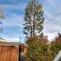 Photo of Herrera Tree Services