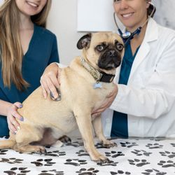 Anicira Veterinary Center