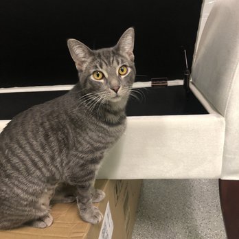 Emergency Pet Intensive Care - Lola all healed - Emergency Pet Hospital Near Me - Temecula, California