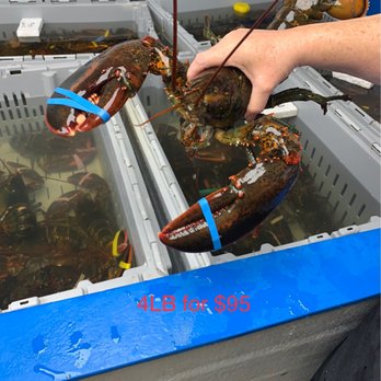 Twin Lobsters - 4LB Lobster for $95 (20 year old lobster per the staff!!) - Seafood Markets Near Me - Englewood, Florida Twin Lobsters - 4LB Lobster for $95 (20 year old lobster per the staff!!) - Seafood Markets Near Me - Englewood, Florida