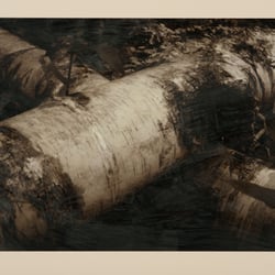 John Maggiotto - Fallen Birch