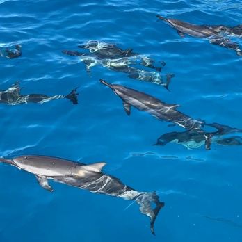 Dolphins and You - Boat Charters Near Me - Honolulu, Hawaii Dolphins and You - Boat Charters Near Me - Honolulu, Hawaii