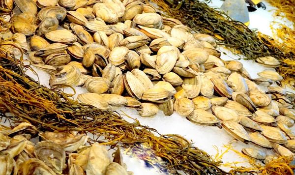 Free Range Fish & Lobster by null