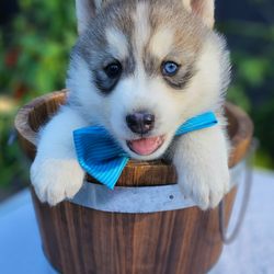 Skyler's Siberians