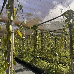 Hawaiian Vanilla Company - The vanilla plants