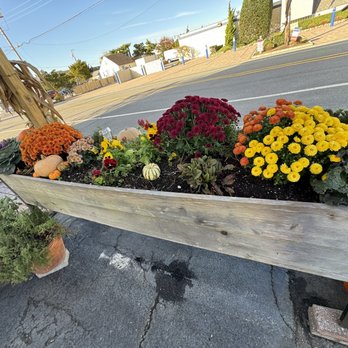 Black Eyed Susans - Salad Near Me - Harvey Cedars, New Jersey