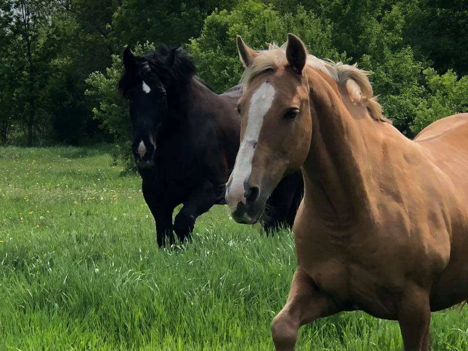 Black Ridge Stables - equestrian in Becker, MN