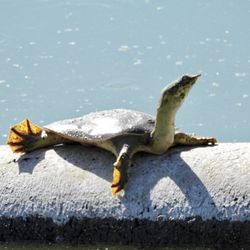 Mitchell Lake Audubon Center - Soft shell turtle