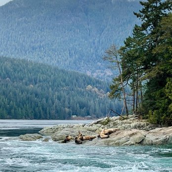 Campbell River Whale Watching - Sea lions - Whale Watching Tours Near Me Campbell River Whale Watching - Sea lions - Whale Watching Tours Near Me