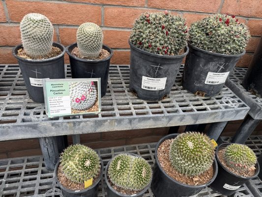 Tohono Chul | Gardens, Galleries, and Bistro by null