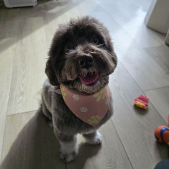 Woof Wash Waggin - Pet Groomers Near Me Woof Wash Waggin - Pet Groomers Near Me