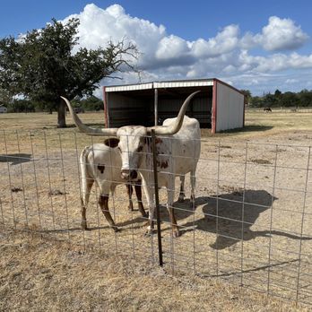 Crowes Nest Farm - Longhorns - Attraction Farms Near Me - Manor, Texas Crowes Nest Farm - Longhorns - Attraction Farms Near Me - Manor, Texas