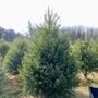Photo of Wiggins Christmas Trees