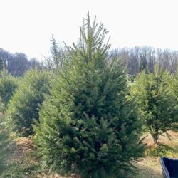 Wiggins Christmas Trees