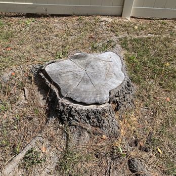 TD Trees - The job - Tree Services Near Me TD Trees - The job - Tree Services Near Me
