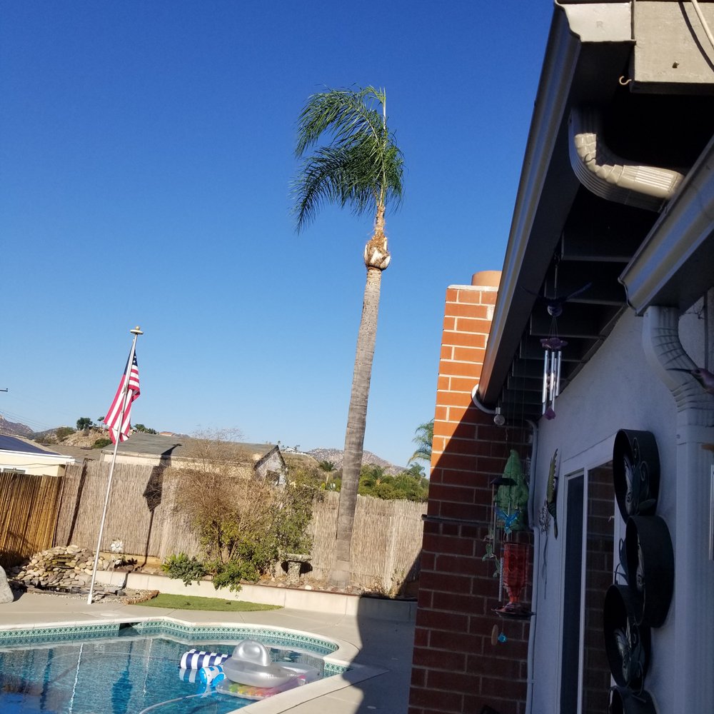 Gomez Tree Service - back right after - Tree Services Near Me Gomez Tree Service - back right after - Tree Services Near Me