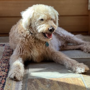 Hales Australian Labradoodles - June 2022 Koby at 15! - Pet Stores Near Me - Bakersfield, California
