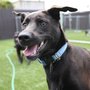 Photo of Canine To Five