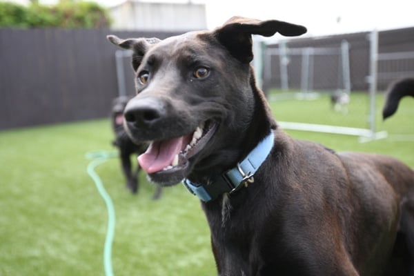 Canine To Five by null