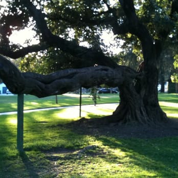 Kuns Park - Oldest tree in La Verne - Parks Near Me - La Verne, California