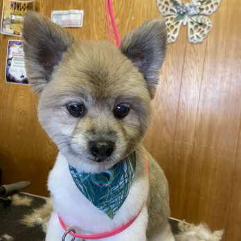 Pampered Pets Grooming Salon - Pet Groomers Near Me - Copperas Cove, Texas Pampered Pets Grooming Salon - Pet Groomers Near Me - Copperas Cove, Texas