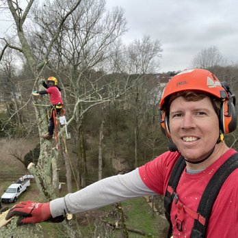 Pinedown - We climbed and cut down 12 trees for this customer. - Tree Services Near Me Pinedown - We climbed and cut down 12 trees for this customer. - Tree Services Near Me