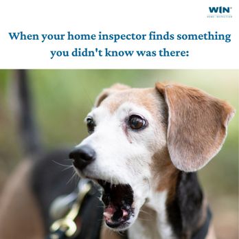 WIN Home Inspection Royalton - You never know what might be hiding in your home until a WIN home inspector sniffs it out! Our thorough inspections are barking awesome! - Home Inspectors Near Me - Solon, Ohio WIN Home Inspection Royalton - You never know what might be hiding in your home until a WIN home inspector sniffs it out! Our thorough inspections are barking awesome! - Home Inspectors Near Me - Solon, Ohio