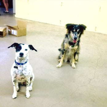 P.U.P.S. Dog Training - Pet Training Near Me - Gainesville, Florida P.U.P.S. Dog Training - Pet Training Near Me - Gainesville, Florida