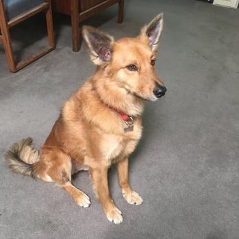 Farrington Kennels - My stud gets groomed every 3-4 months by Nicole. He hates the blow dryer, but he loves Nicole. We love haircut days! - Pet Sitting Near Me - Martinez, California