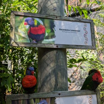 Brevard Zoo - The lorikeet feeding is very fun and interactive! - Zoos Near Me - Melbourne, Florida Brevard Zoo - The lorikeet feeding is very fun and interactive! - Zoos Near Me - Melbourne, Florida