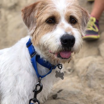 The Barking Lot - Those eyes!! - Animal Shelters Near Me - Ramona, California