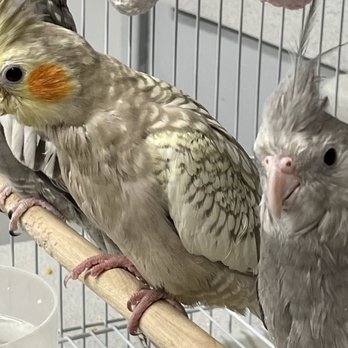 Feathered Friends - Pet Adoption Near Me - Kingman, Arizona Feathered Friends - Pet Adoption Near Me - Kingman, Arizona