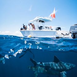 Shark Addicts
