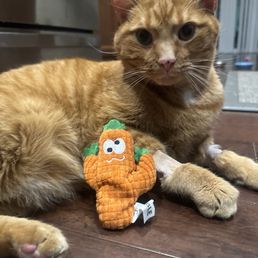 Mango with his toy they sent home with him. Mango with his toy they sent home with him.